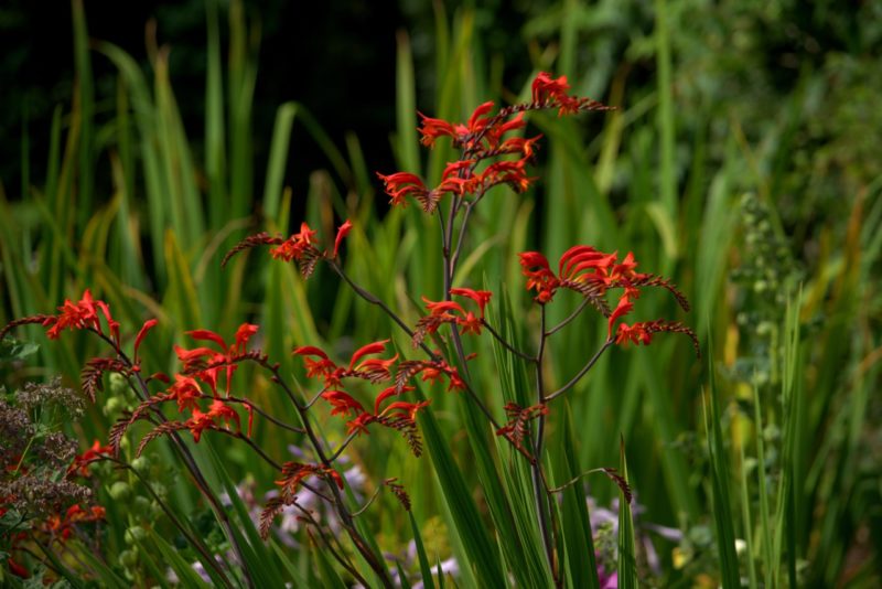 Why Your Crocosmia Is Not Flowering Horticulture.co.uk
