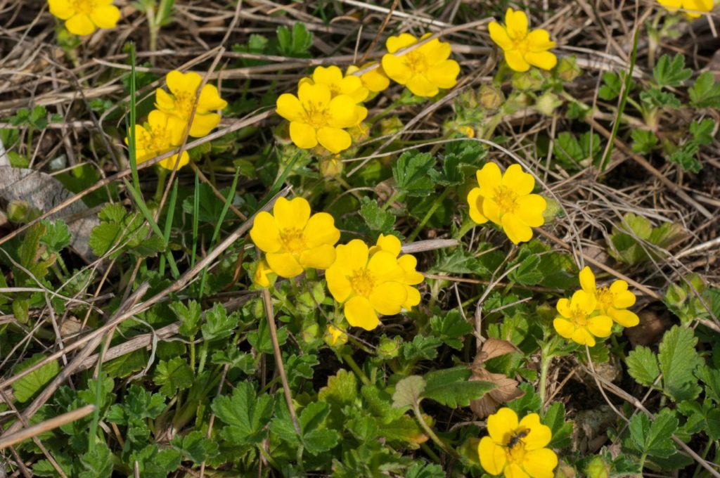 yellow flowering potentilla shrub with small green leaves and woody foliage growing close to the ground