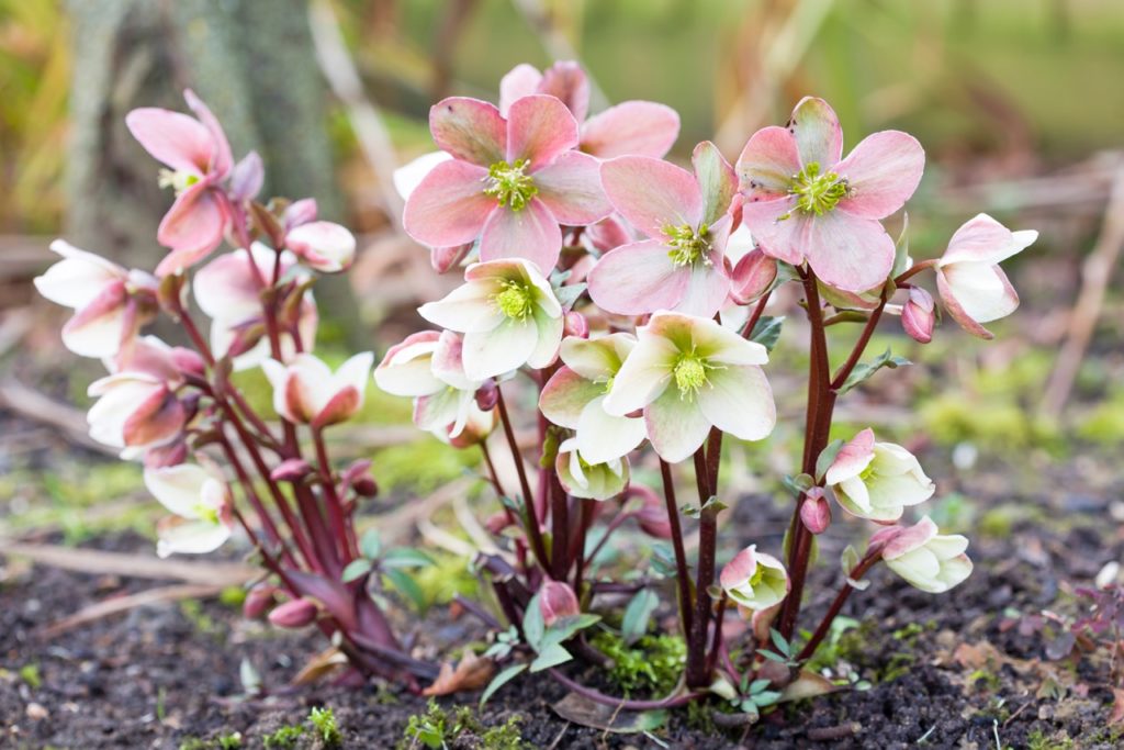 pink flowering hellebores with red stems growing from heavy soil