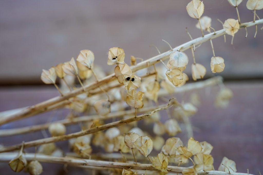 muscari plant with brown, dried out branches and brown seed pods growing from the stems