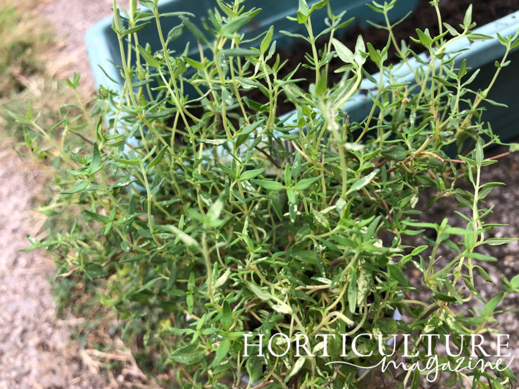 thyme plant with lots of green leaves and stems growing outside with a container in the background