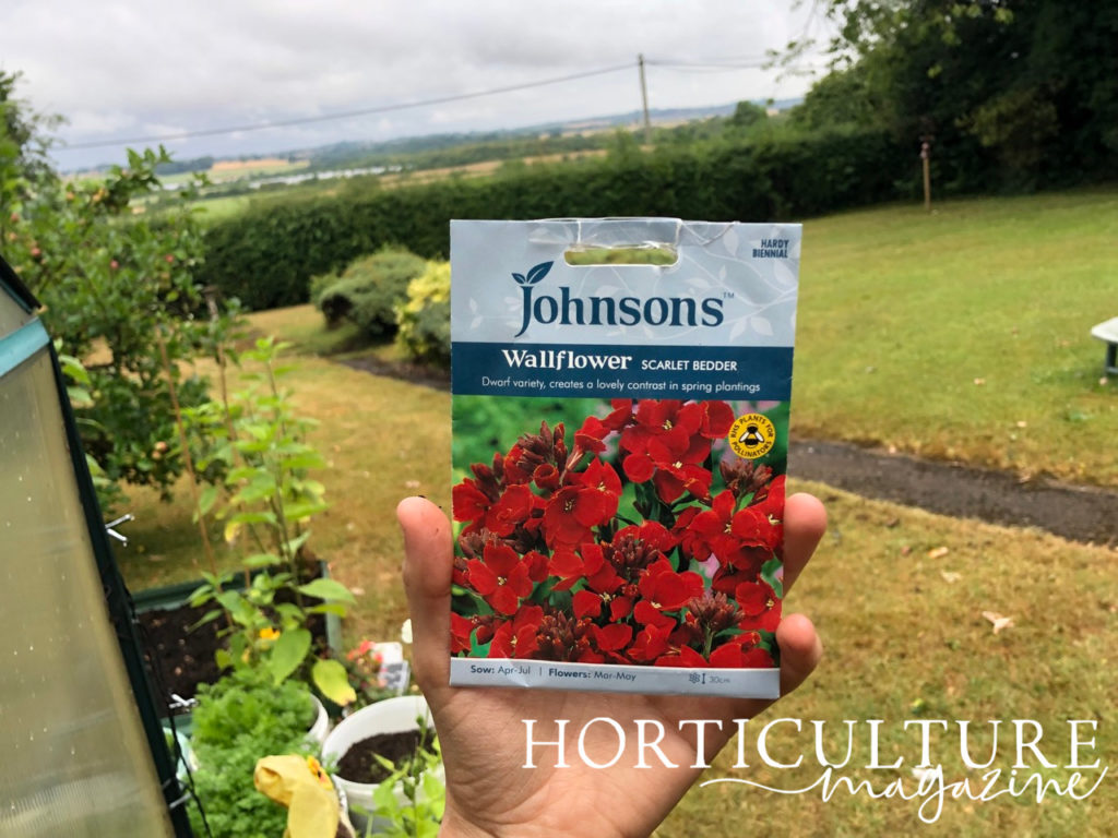 a packet of wallflower &lsquo;scarlet bedder&rsquo; seeds being held up in front of a lawn bordered by hedges