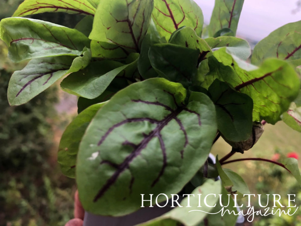 sorrel plant with deep purple veins growing in a pot outside