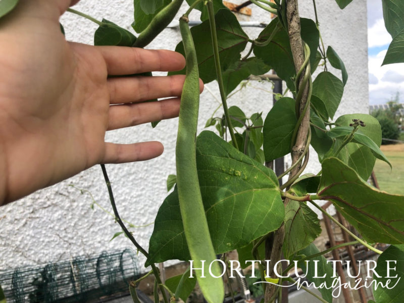 How And When To Harvest Runner Beans Horticulture.co.uk