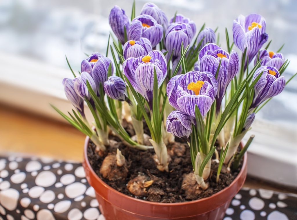 Planting & Growing Crocus In Pots Horticulture.co.uk