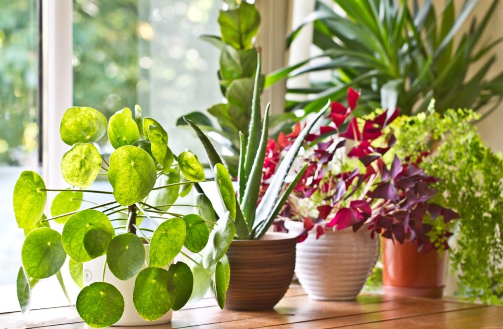 various houseplants including aloe, oxalis and fiddle leaf fig on a bright windowsill