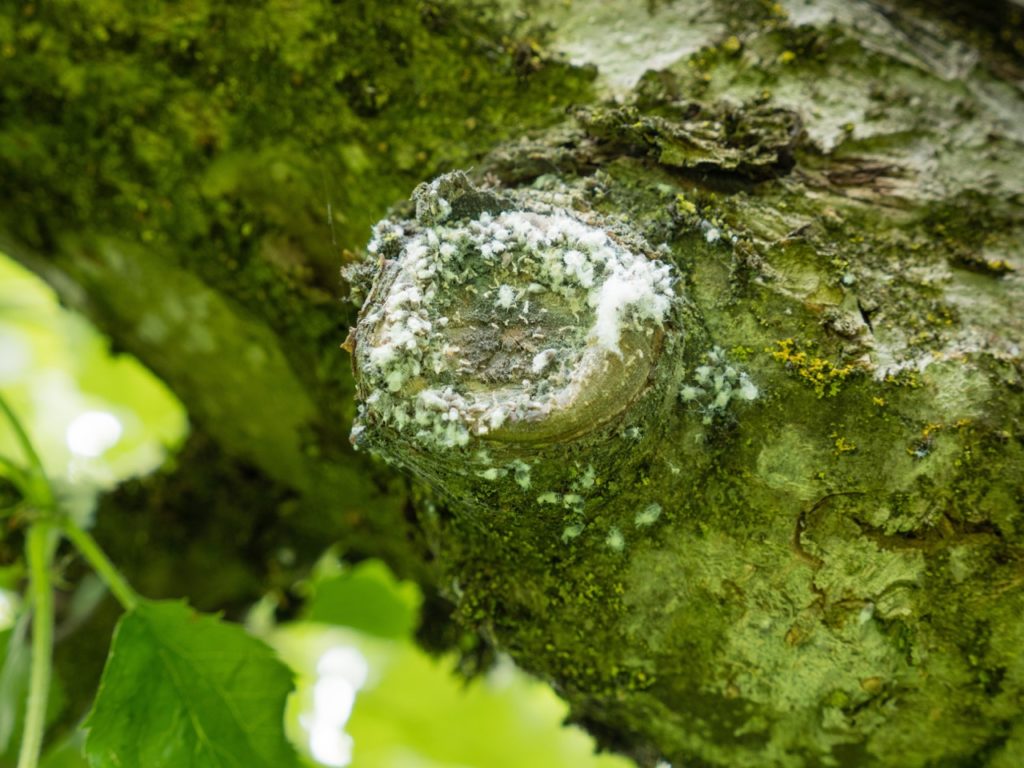 white fluff caused by woolly aphid on the stump of a tree bark that has had a branch removed