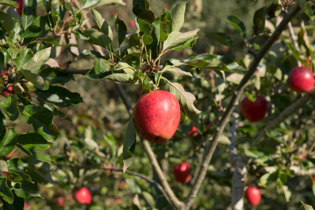 red fruits growing from an apple tree with curled green leaves