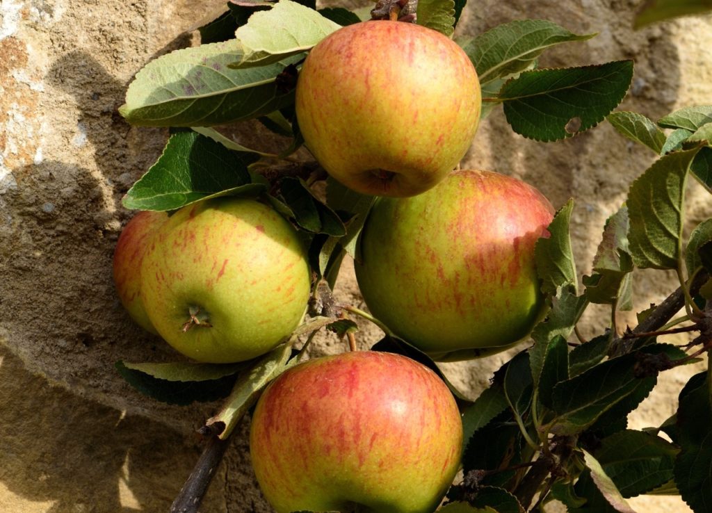 red and green apples hanging from a malus domestica &lsquo;ellison&rsquo;s orange&rsquo; variety growing against a wall