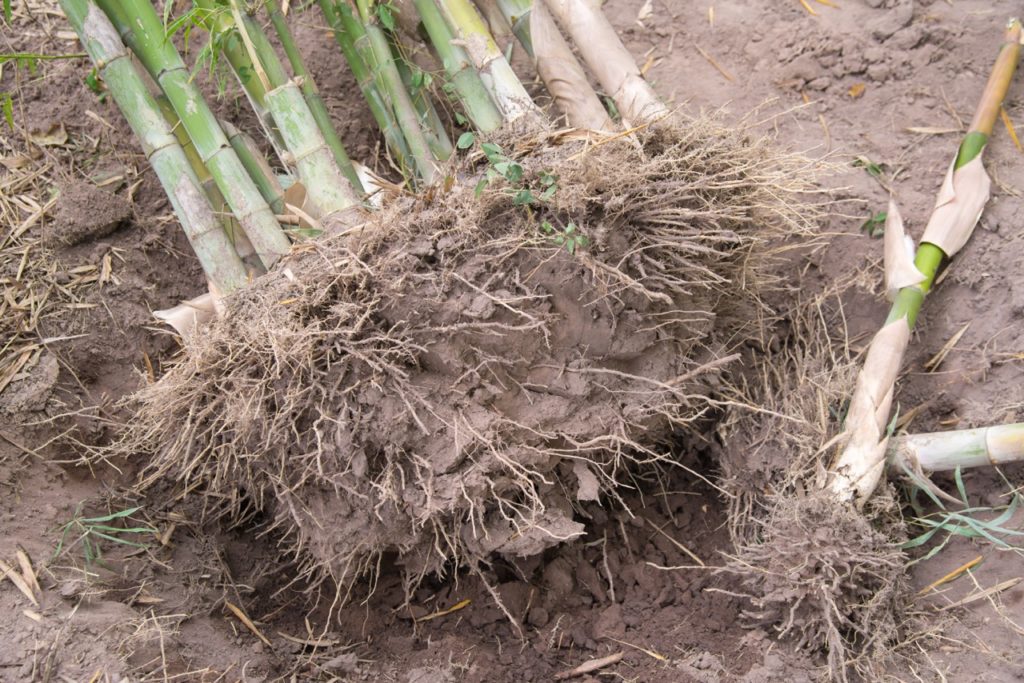 the soil-covered roots of a bamboo plant that has just been lifted from the ground