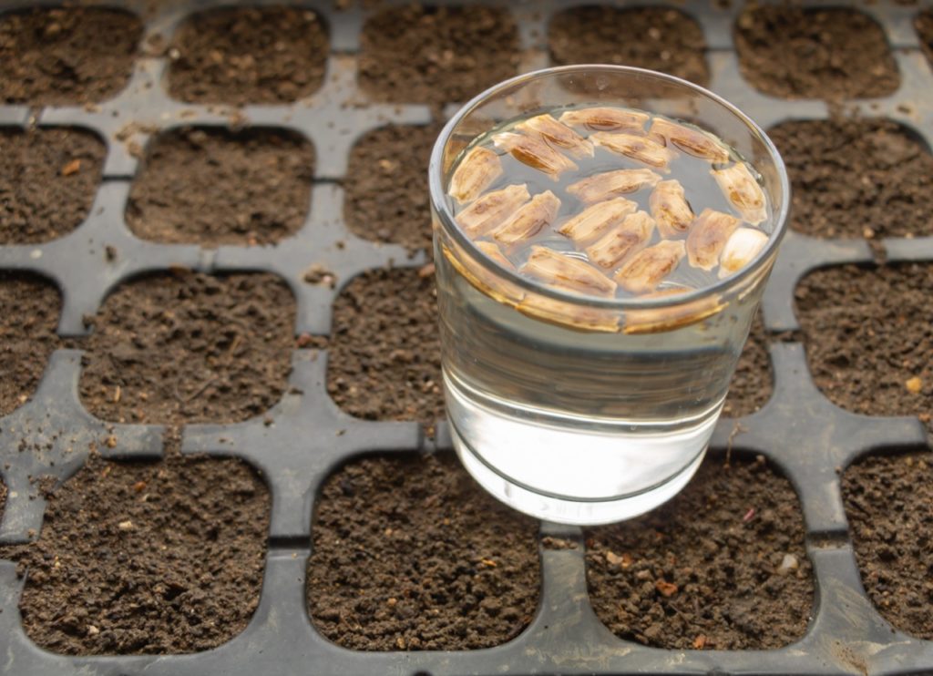 brown bamboo seeds being soaked in a glass of water which is sat on top of a seed tray filled with compost