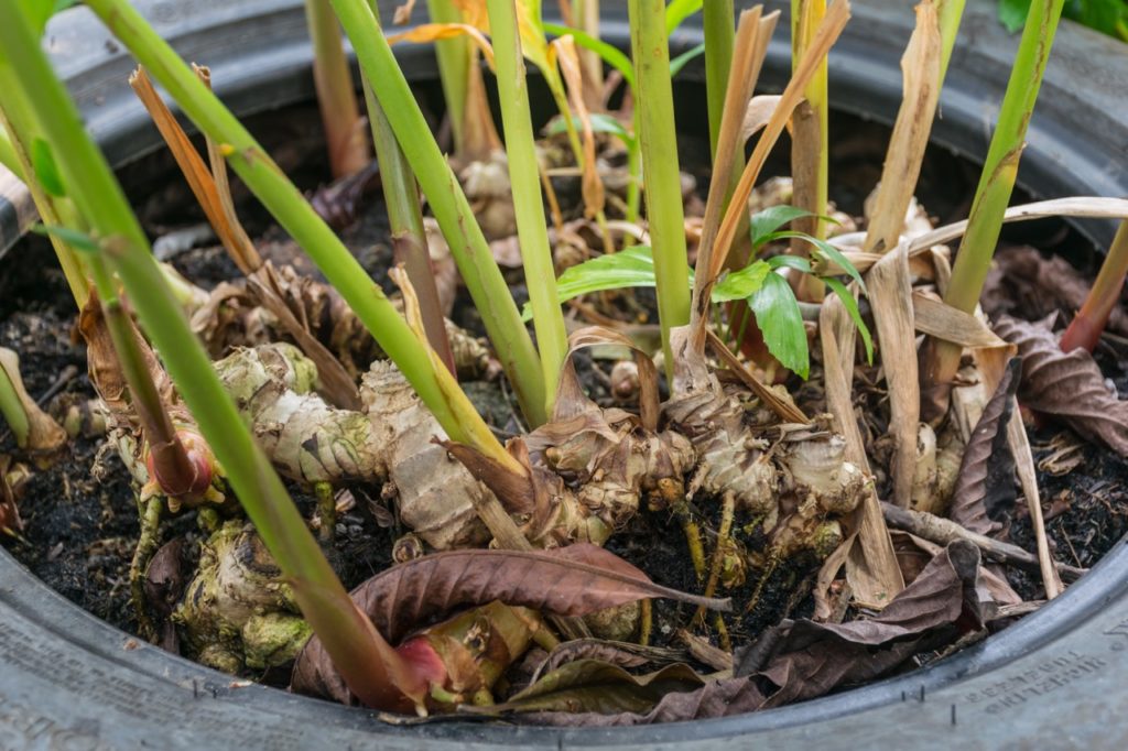 green sprouts of ginger turning yellow growing in a round container with dried leaves