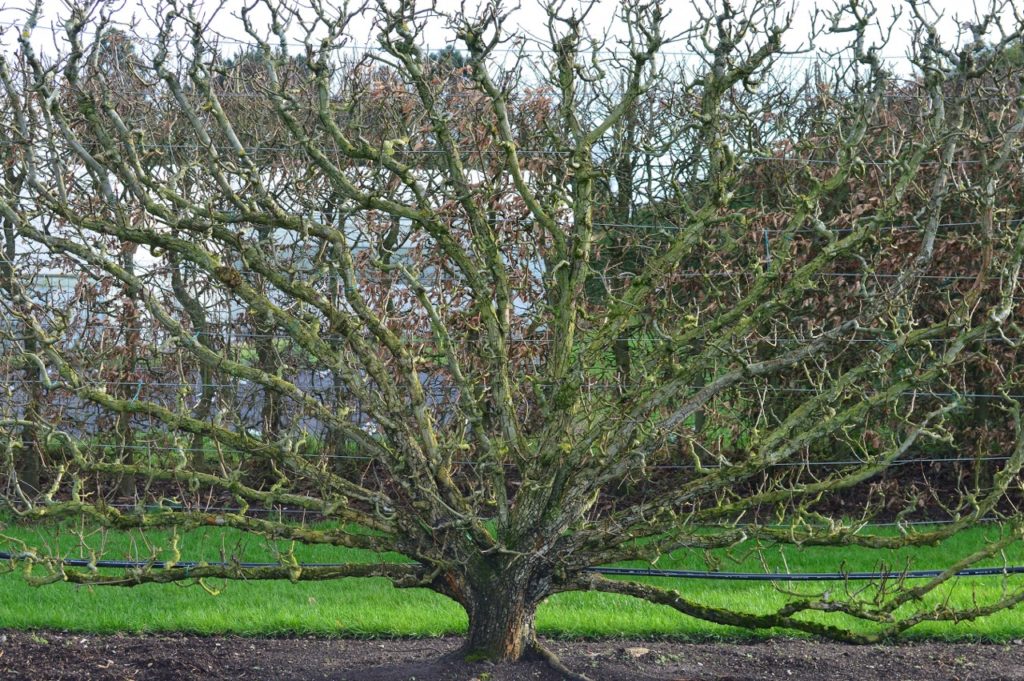 How (And When) To Prune Pear Trees Horticulture.co.uk