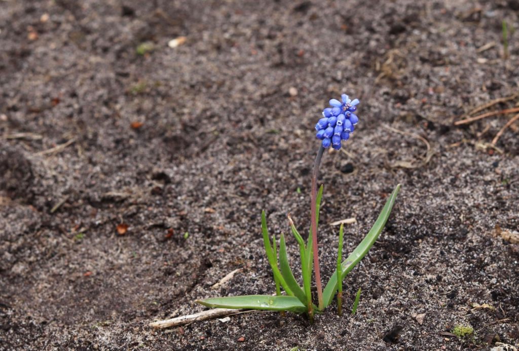 a single muscari plant with blue flowers growing in soil outdoors