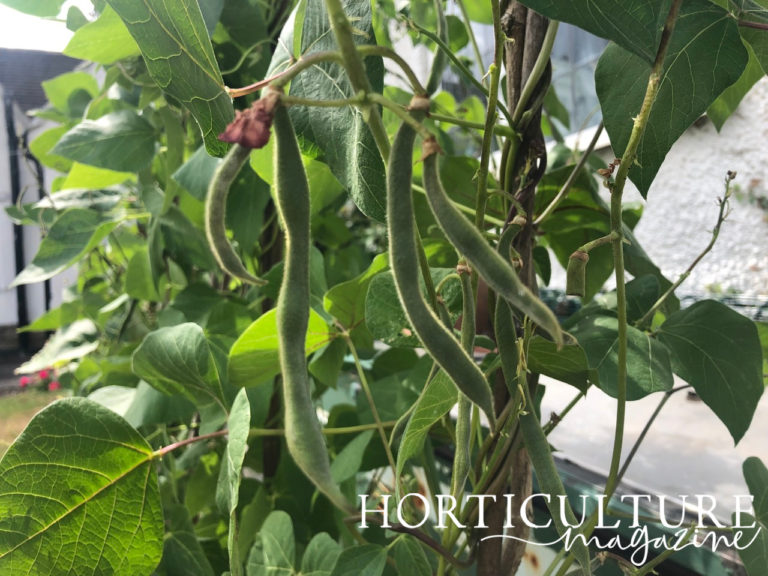 How And When To Harvest Runner Beans Horticulture.co.uk