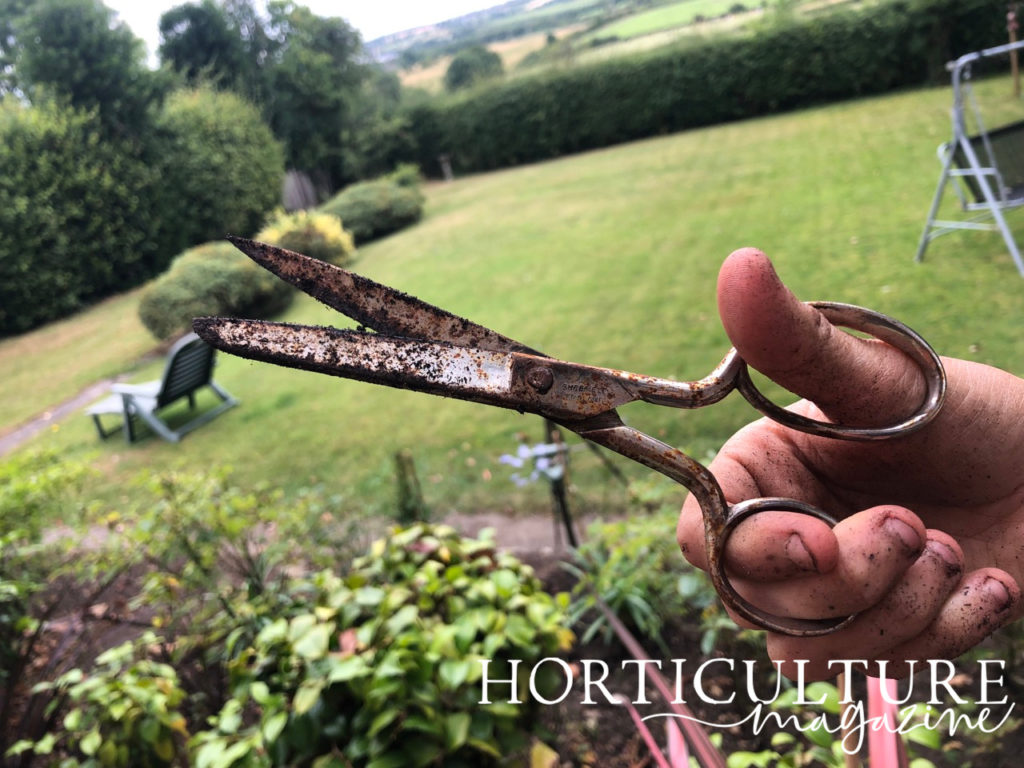 hand holding up a pair of soil-covered gardening scissors in front of garden beds and lawn