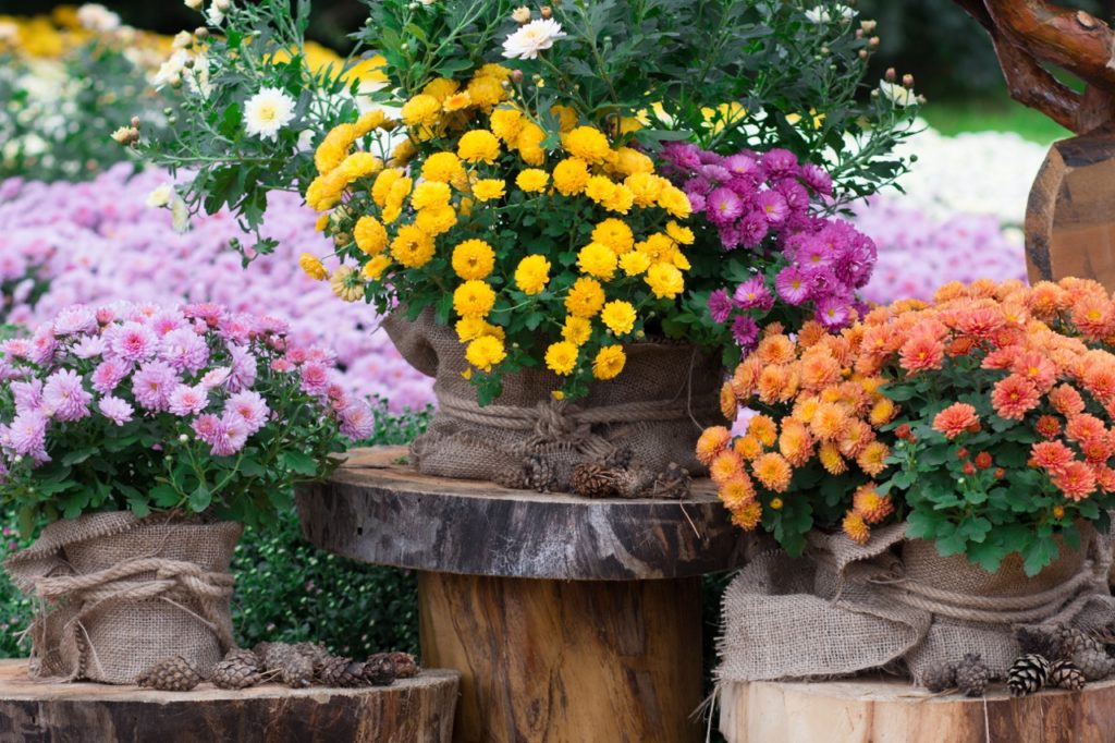 yellow, purple, pink and orange chrysanthemums growing in pots in an outdoor display