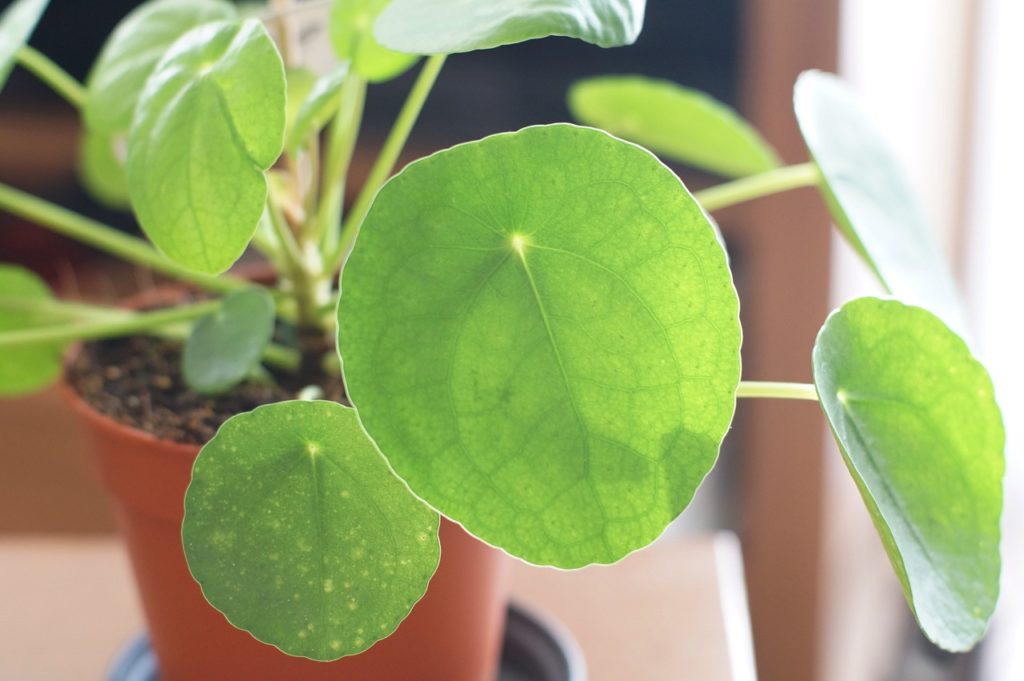 rounded green leaves from a Pilea peperomioides plant growing in a container