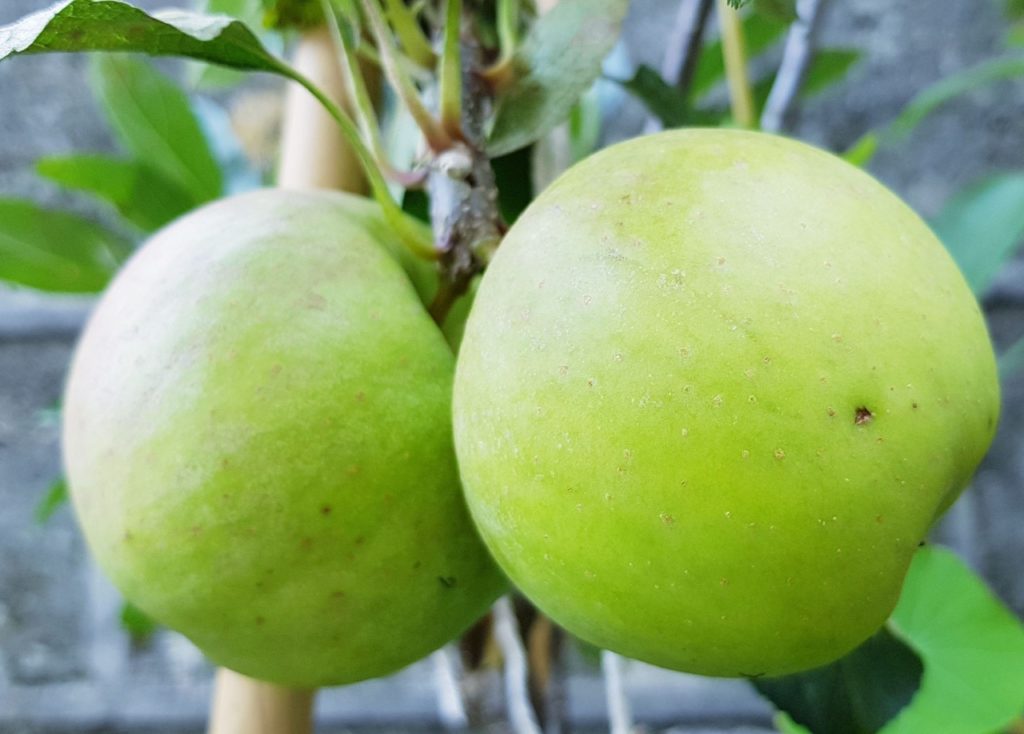 the green fruits from an apple &lsquo;greensleeves&rsquo; tree growing outside in front of a brick wall