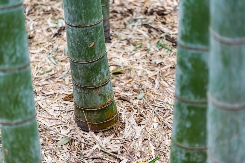 Growing Tender Bamboo? Insulate Or Wrap Your Plants In Winter Says