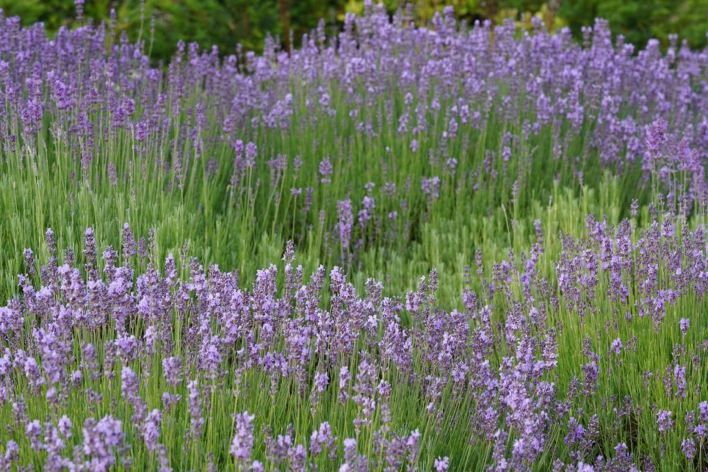 English lavender with tall green stems bearing an abundance of purple flowers