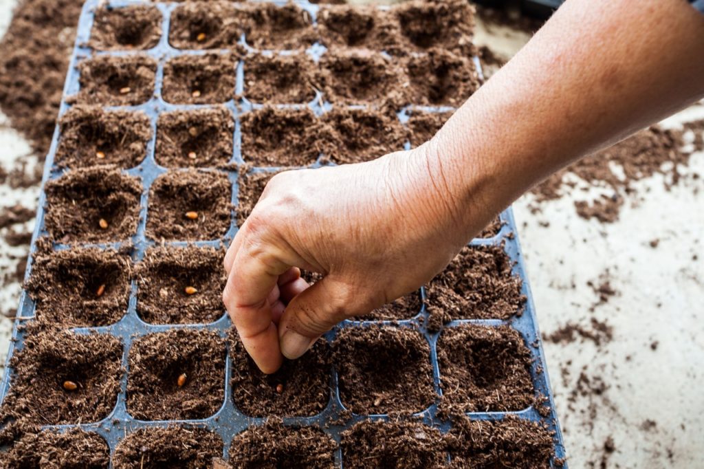 gardener sowing small seeds into a seed tray filled with compost