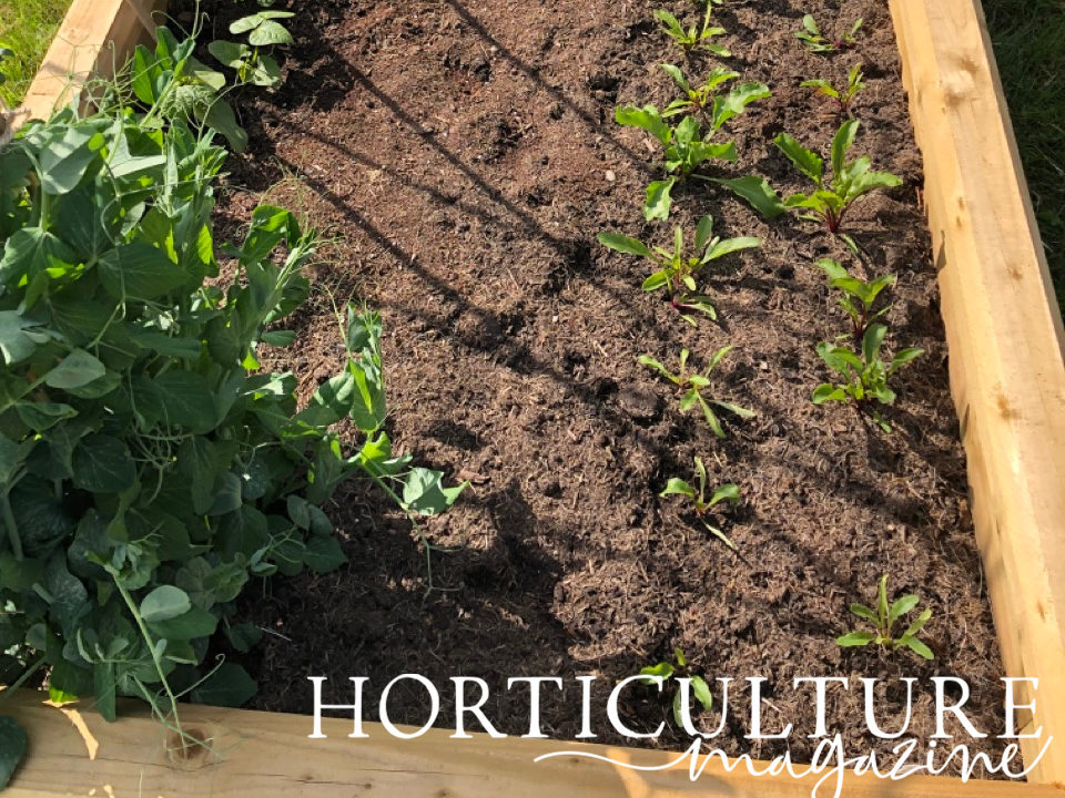 raised garden bed with beetroot and beans growing in the soil