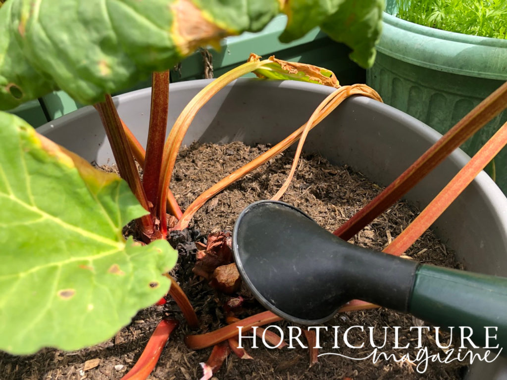 a watering can being used to water a dry potted rhubarb plant