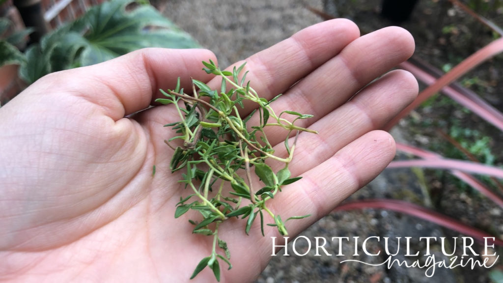 How And When To Harvest Thyme Horticulture.co.uk