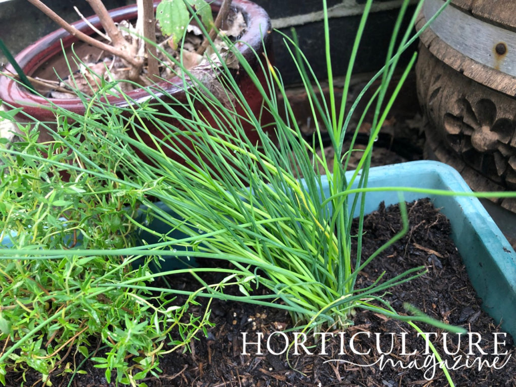 long thin green leaves from a chive plant growing in a long rectangular pot outside next to oregano