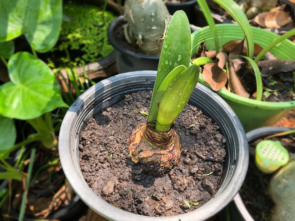 How To Propagate Amaryllis From Offsets Horticulture.co.uk