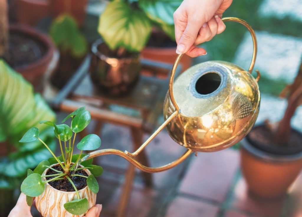 young chinese money plant growing in a pot being watered by a shiny gold watering can