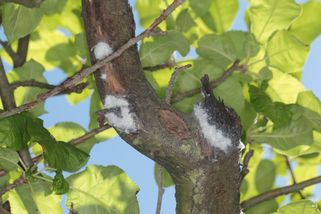 white fluff on the bark of an apple tree around stumps that have had branches removed