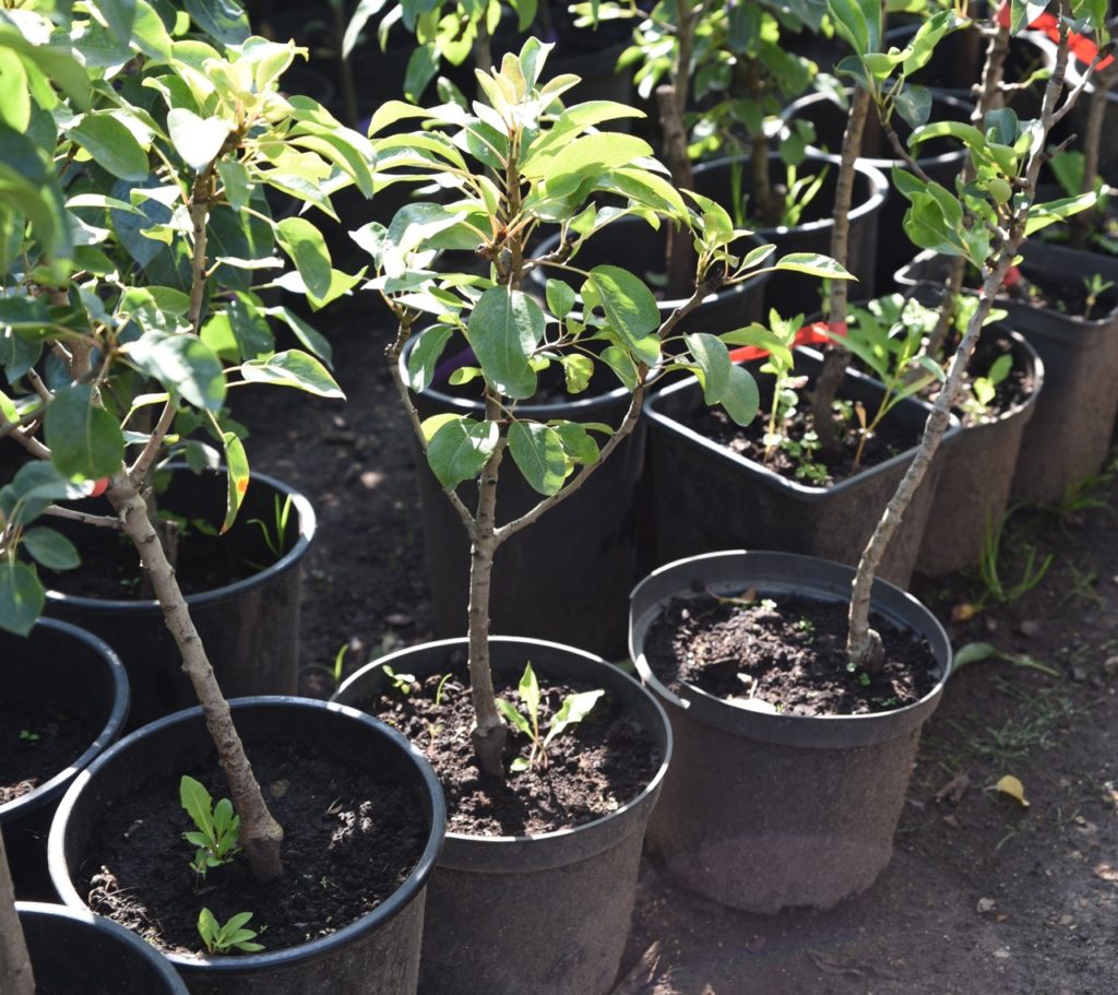 young apple tree saplings with green leaves growing in small pots