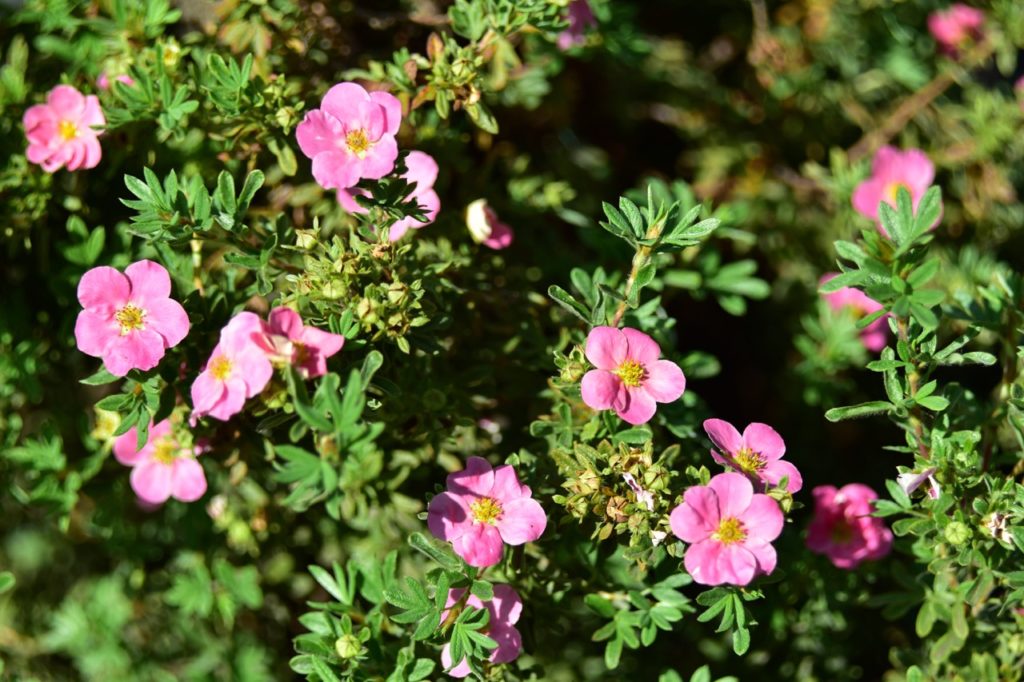 pink flowering cinquefoils shrub with small green leaves