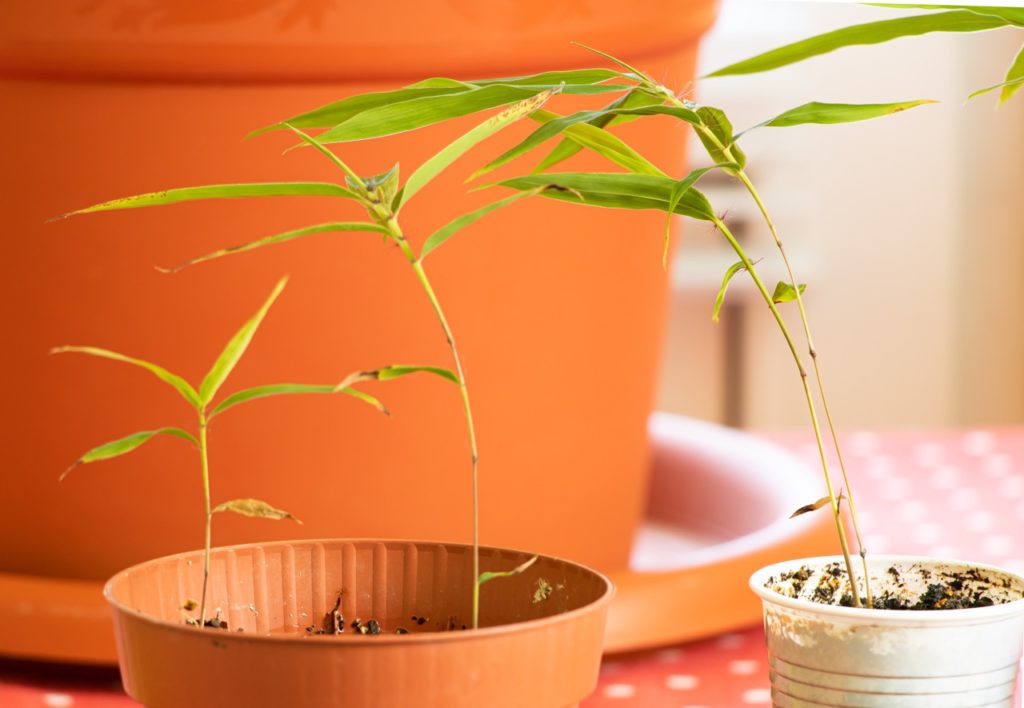 bamboo seedlings with thin green stems bearing long leaves growing from two different sized containers on a table indoors