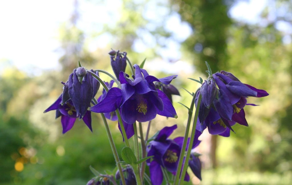 bell-shaped flowers with yellow stamen from a Aquilegia vulgaris plant