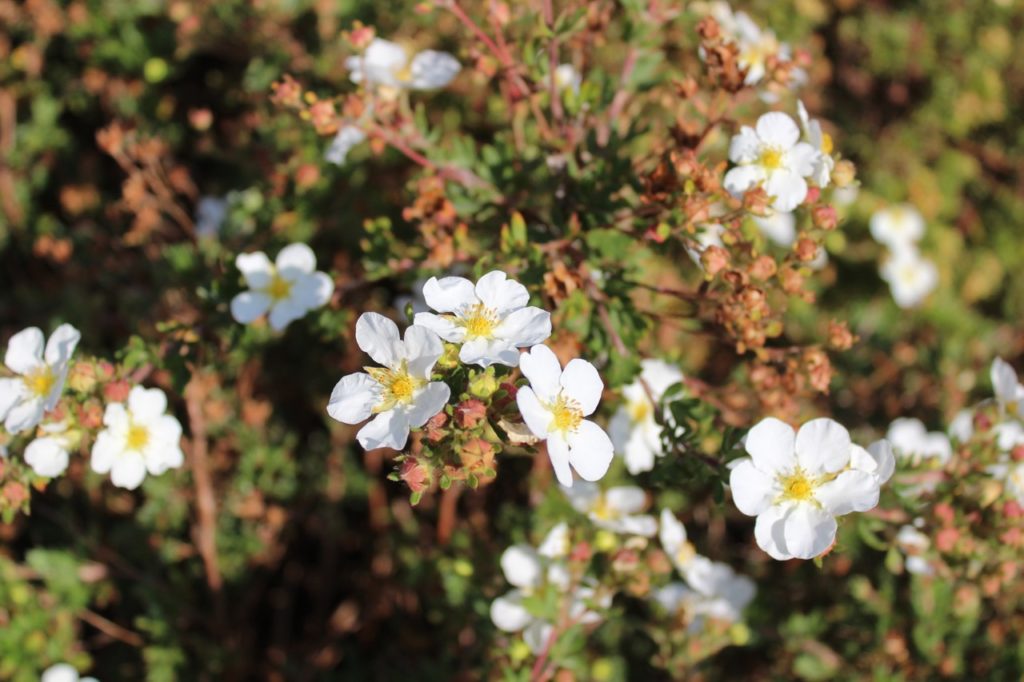 white flowers from a potentilla shrub with some brown flower buds