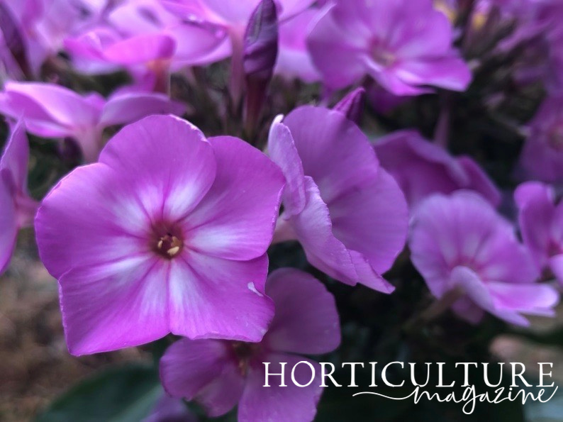 close-up of the pink flowers that have white splotches on the inside of the petals growing outside in a garden