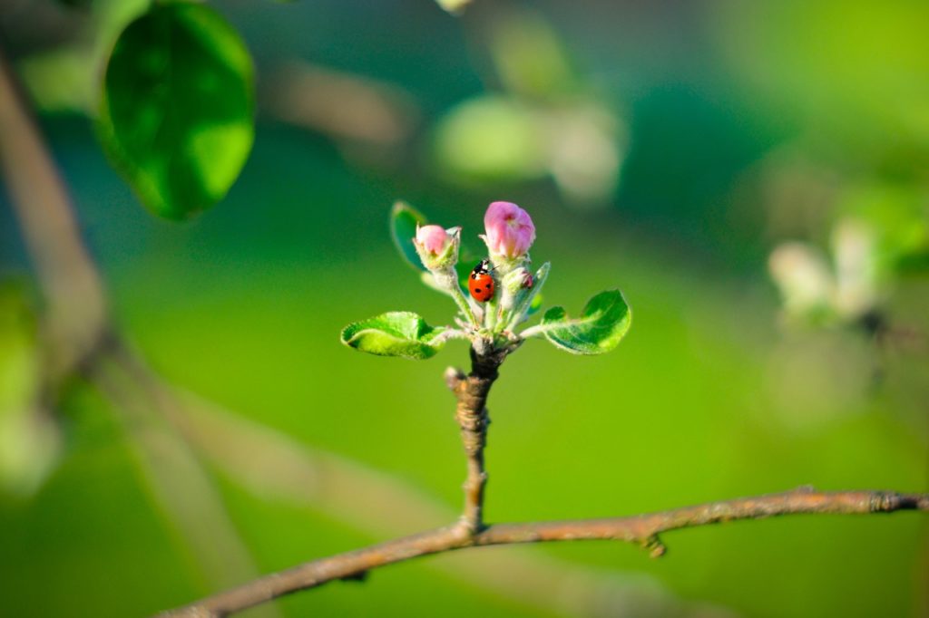 ladybirds crawling on the branch of an apple tree with pink blossoms forming