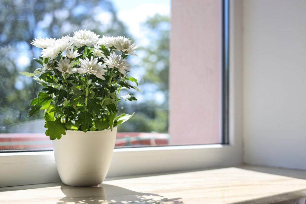white flowering mums growing in a pot on a windowsill