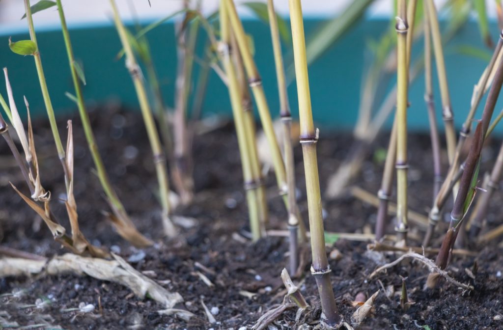 Root Barriers For Preventing Bamboo Spread Horticulture
