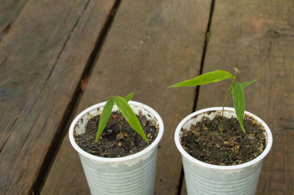 bamboo seedlings emerging from two white plastic cups that have been placed on a wooden picnic bench