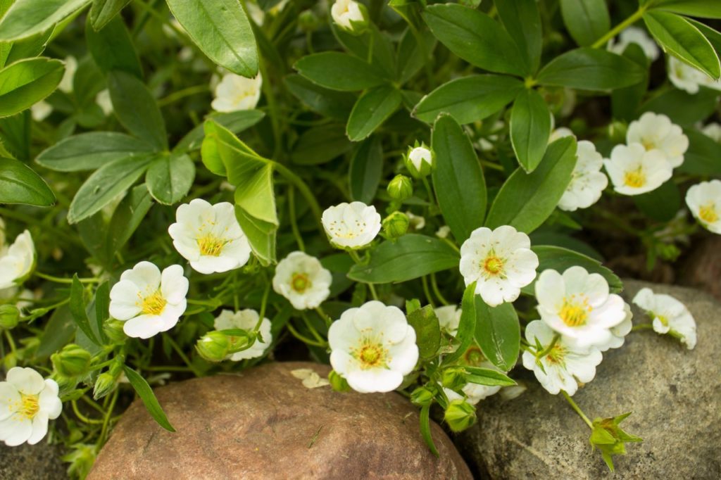 potentilla shrub with cup-shaped white flowers and yellow centres growing in a rock garden