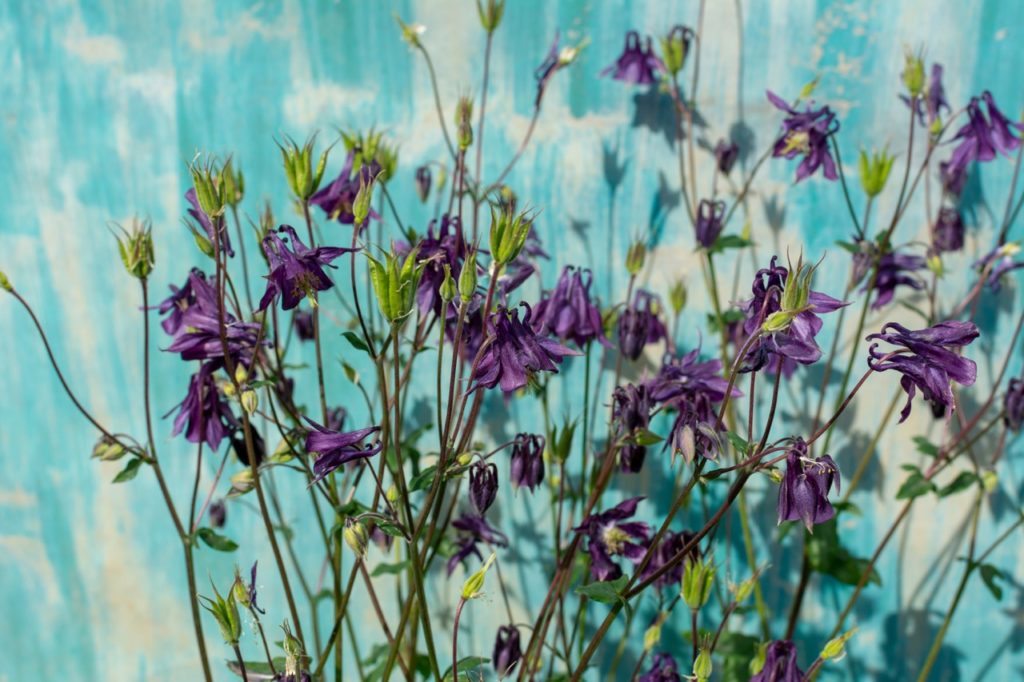 columbine &lsquo;purple emperor&rsquo; growing in front of a white and blue stained wall