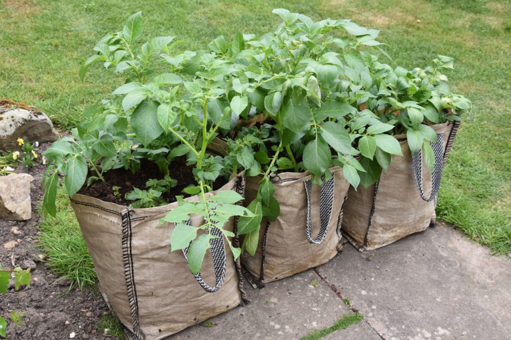large potato plants with green leaves and stems growing in soil-filled gardening sacks in front of a green lawn
