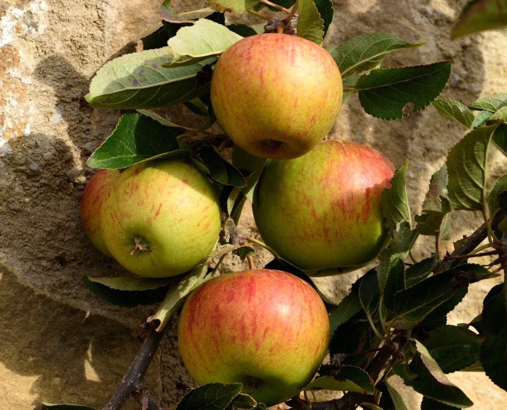 close-up of the red and green striped fruits of a Malus domestica ‘ellison’s orange’ tree growing in front of a stone wall