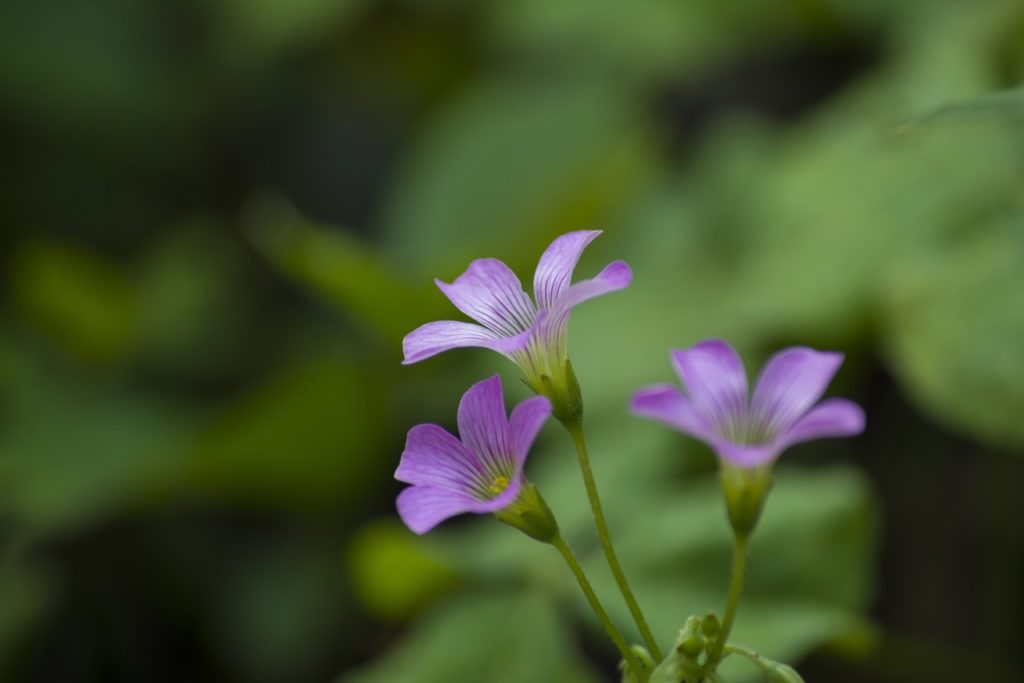 close-up of the purple flowers from a oxalis ‘Ione Hecker’ plant with blurred green leaves in the background