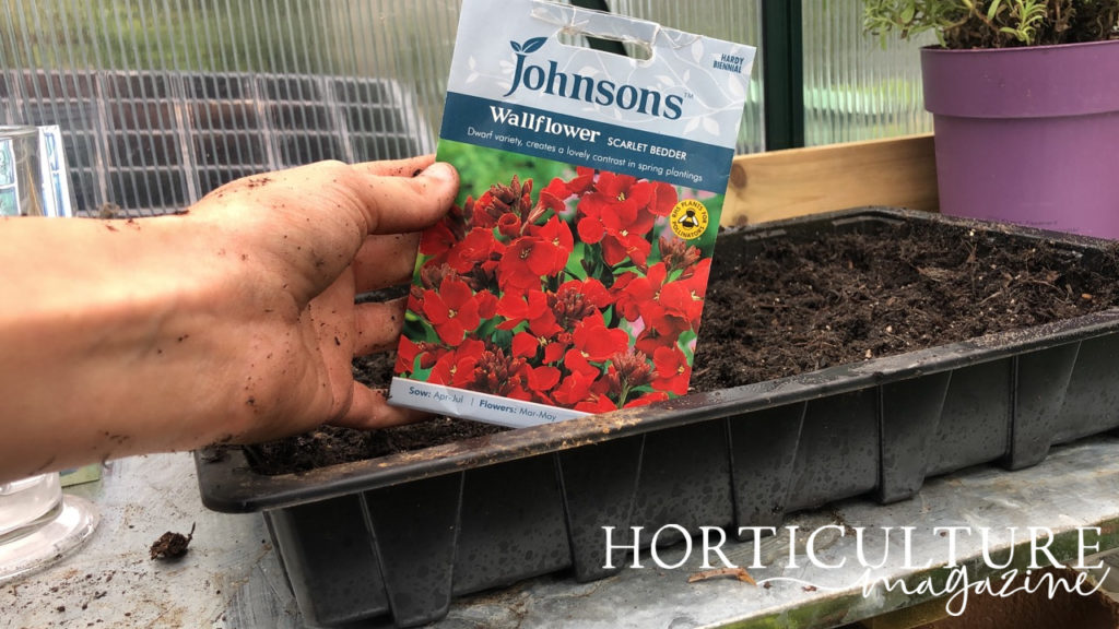 packet of erysimum seeds being held up in front of a tray filled with compost on a potting bench