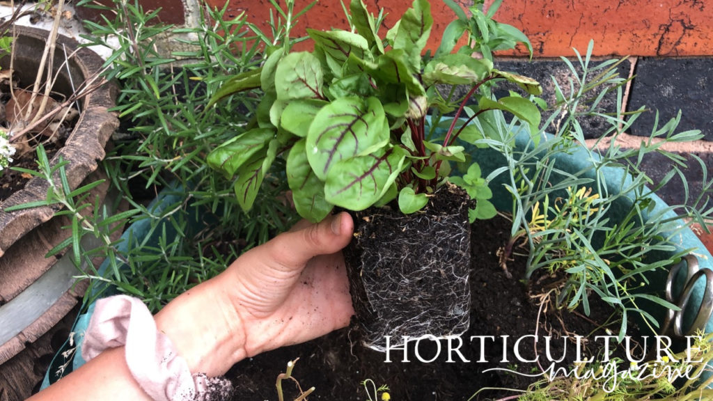 gardener holding a sorrel plant by its soil covered roots over the planting hole in a container